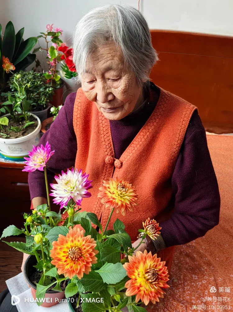 95岁老妈养的君子兰开花啦!